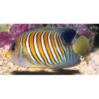 Regal Angel (Indo Pacific)   Large