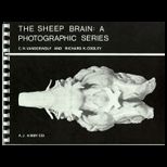 Sheep Brain  A Photographic Series