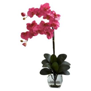 Double Stem Phalaenopsis Orchid in Glass Vase 27   Dark Pink