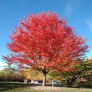 OnlinePlantCenter 2 gal. Autumn Blaze Maple Tree A3692G2