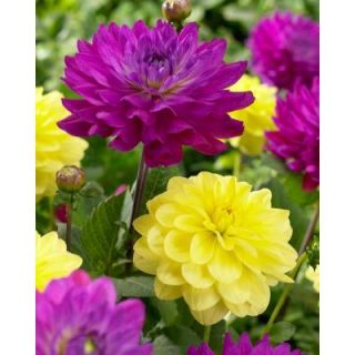 Bloomsz Purple Yellow Dahlia Blend Bulbs (3 Pack) 00418