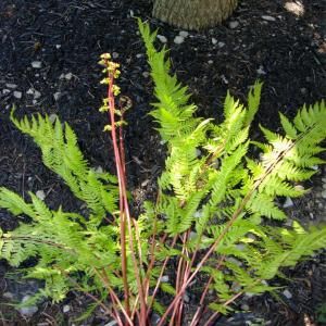 OnlinePlantCenter 1 gal. Lady in Red Fern Plant A185CL