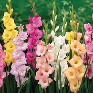 Gladiolus Pastel Mixed Dormant Bulbs (55 Pack) 70238