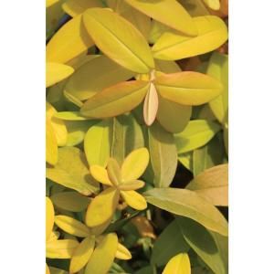 Proven Winners Golden Rule ColorChoice Hypericum   4.5 in. Quart HYCPRC1007800