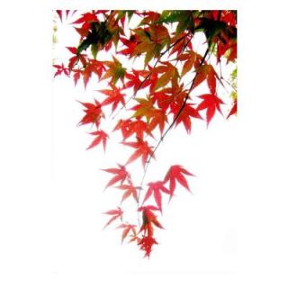 Trademark Fine Art 14 in. x 20 in. Japanese Maple Leaves Canvas Art KS102 C1420GG