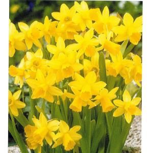 Daffodil Tete A Tete Dormant Bulbs (20 Pack) 70146