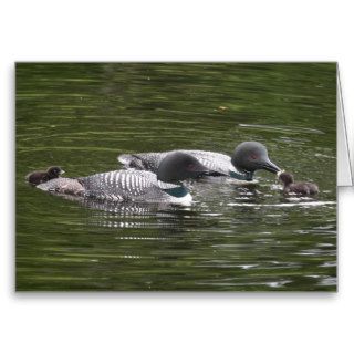 Adult Loons feeding their babies Greeting Cards
