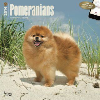 Pomeranians   2014 Calendar  