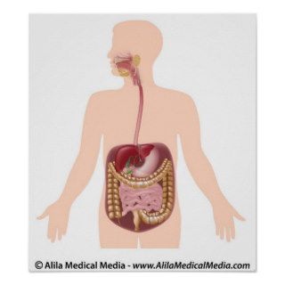 Digestive system diagram poster