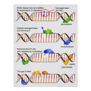 Diagram of a Simple DNA Base Excision Repair Print