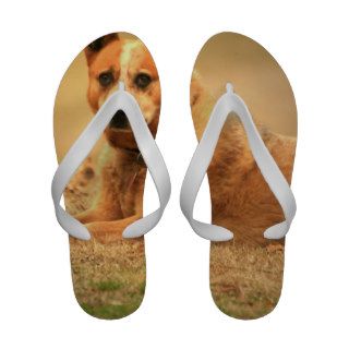 Australian Red Cattle Dog Sandals
