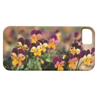 Violet 2 iPhone 5 cases