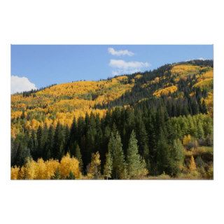 Aspens in Colorado Poster