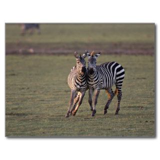 Zebras are African equids best known for their Post Card