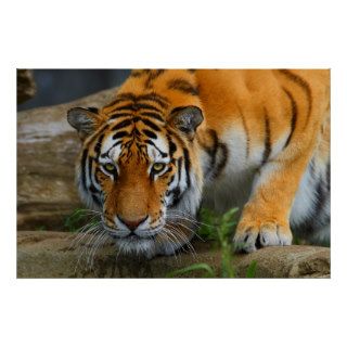Crouching Bengal Tiger Hunting Prey Posters