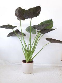 Alocasia wentii  Elefantenohrpflanze   150 cm / Zimmerpflanze Garten