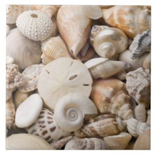 Florida Sea Shell Background   Beach Shells Custom Ceramic Tile