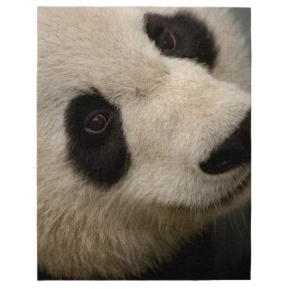 Giant panda (Ailuropoda melanoleuca) Family 2 Jigsaw Puzzles