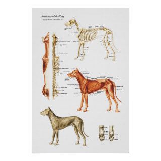 Dog Muscular and Skeletal Anatomy Poster
