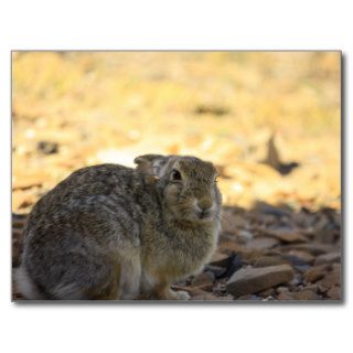 Desert Cottontail Rabbit Post Cards