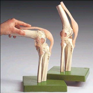 Anatomical Chart Co.   Functional Model of the Knee Joint    
