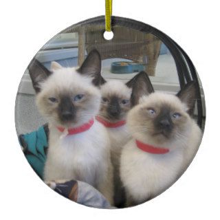 Seal Point Kittens Ornament