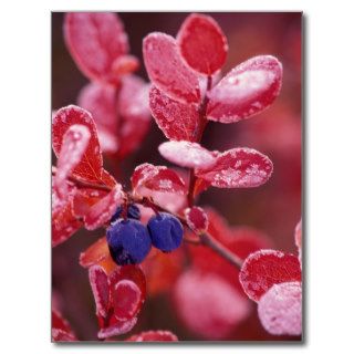 NA, USA, Alaska, Denali NP, Blue berries in Postcards