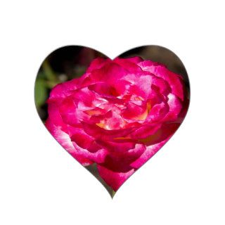 Magenta Pink and White Rose Heart Stickers