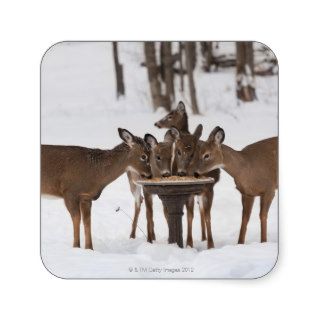 Whitetail Deer eating Cracked Corn, near Madoc, Square Sticker