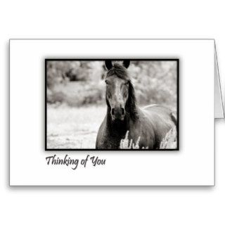 Thinking of You Black and White Horse Note Card