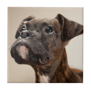 A Brindle Boxer puppy looking up curiously. Tiles