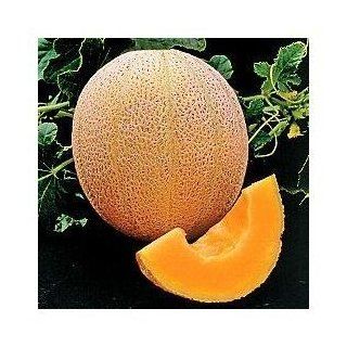 Seeds and Things Hales Best Jumbo Cantaloupe   100 Seeds  Fruit Plants  Patio, Lawn & Garden