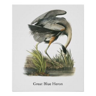 Great Blue Heron, John Audubon Print