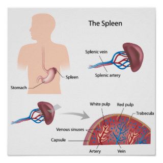 Human spleen anatomy poster