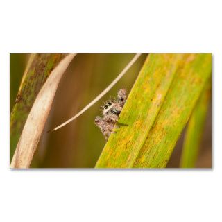 Jumping Spider in grass Business Cards