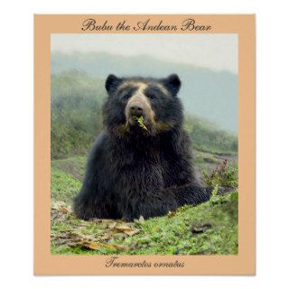 Bubu the Andean Bear at Yanahurco, Ecuador Print
