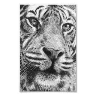 Mr. Tiger Photo Art