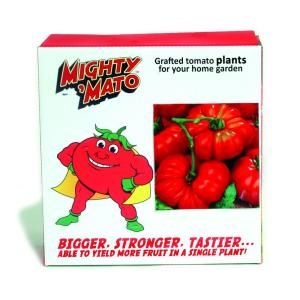 Mighty Mato Brandywine Red Grafted Tomato Plant (3 Pack) DISCONTINUED BRT301