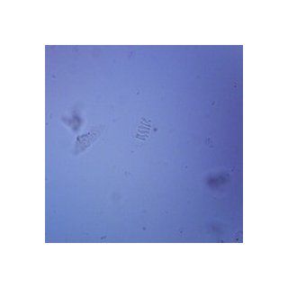 Prokaryotic and Eukaryotic Cells Individual Microscope Slide