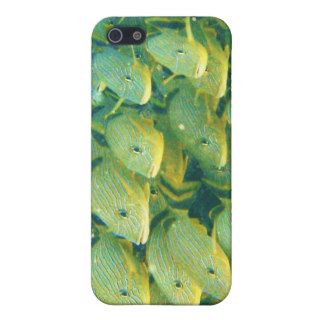 School Yellow Striped Saltwater Fish iPhone 5 Covers