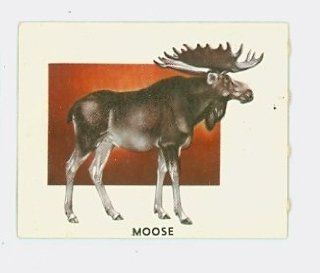 1951 Animals of the World 161 Moose Excellent Grey Back Entertainment Collectibles