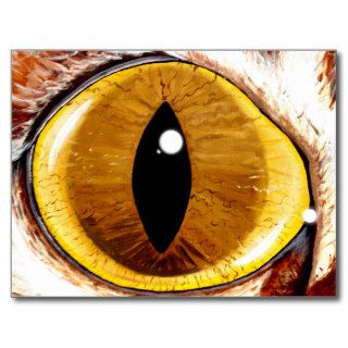 Painted Cat's Eye Postcards