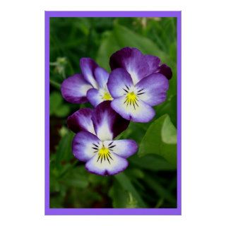 Viola pensies familly print