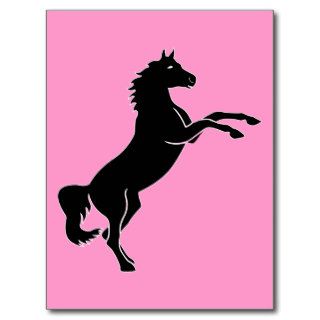 Horse ~ Stallion Horses Pony Colt Postcard