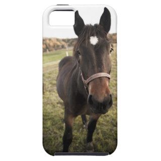 A horse in the nature, vignetting added iPhone 5 covers