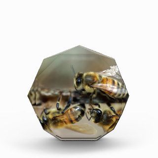 Worker honey bees award