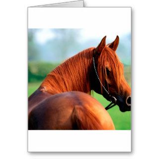 Horse Heres Looking At You Kid Arabian Greeting Card