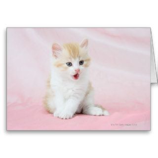 Kitten on Pink Background Card