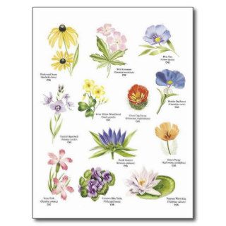Botanical flower illustrations postcard