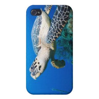 Hawksbill Turtle Swimming above Reef iPhone 4/4S Cover